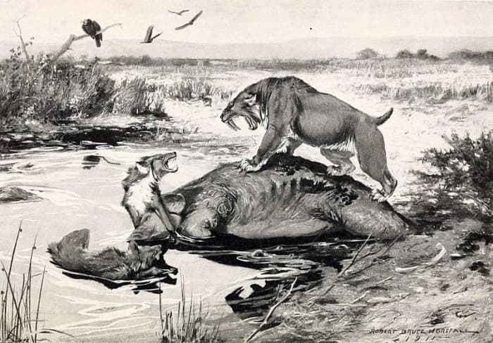 Prehistoric predators Smilodon and the dire wolf do battle at the La Brea Tar Pits.