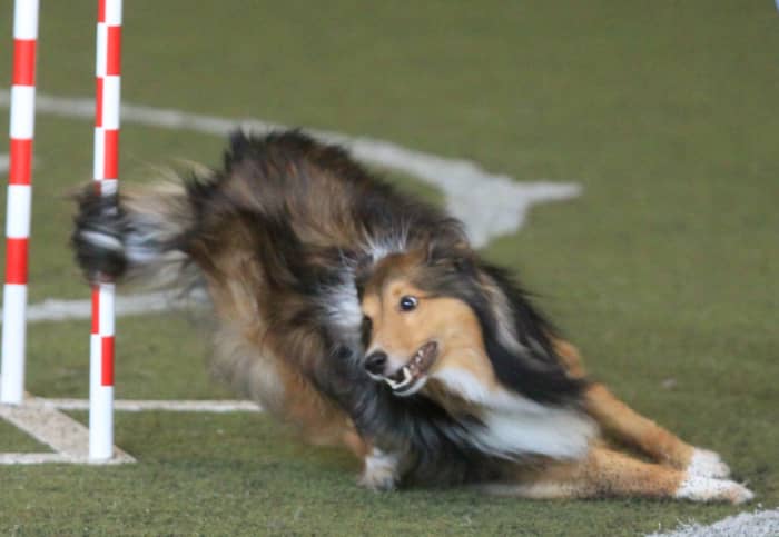 Do some of the newer dog agility challenges exclude those with physical challenges?