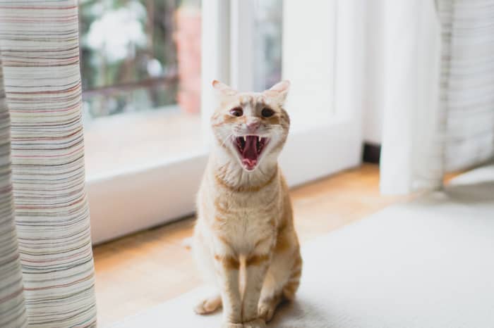 An in-depth look at the science and culture surrounding the topic of cat domestication and wild animals.