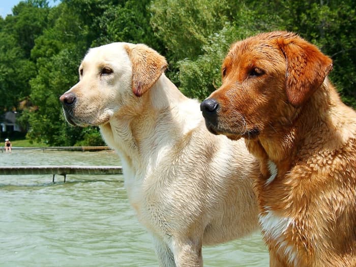 A yellow Labrador Retriever and a fox red one; the fox red form is a variation of the yellow form and isn't officially recognized as a distinct type