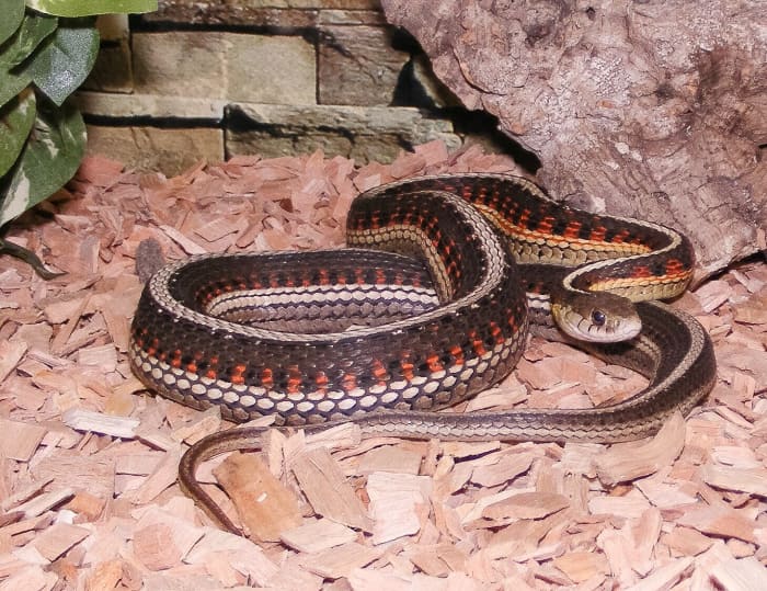 A female red-sided garter snake containing eggs; despite the name of the snake, not all individuals have red markings on their sides