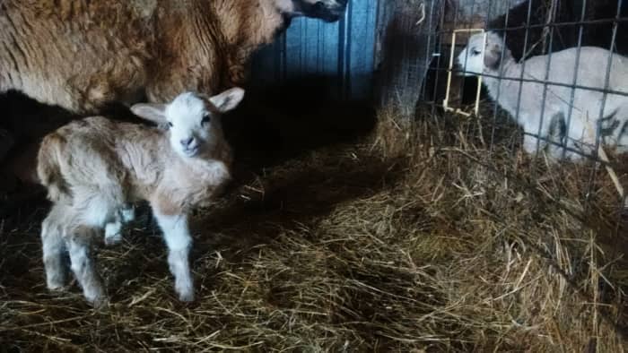 This Barbados / Finnsheep cross ewe lamb shows signs of good health; she is not cold or starving. The Polypay lamb in the background is showing an example of the hunched position lambs will often take when chilled, though his head is not ducked down.