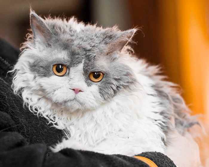 Selkirk Rex Cat Breed Origin, Features, and Pompous Albert PetHelpful