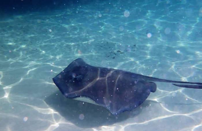 A friendly stingray in Cayman Island's Stingray City where waters are shallow enough for kids to stand in the ocean with the creatures.