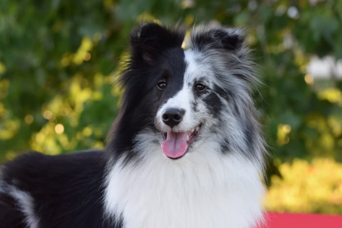 Dogs are quite adept at picking up on their human's emotions, which can really affect your training!