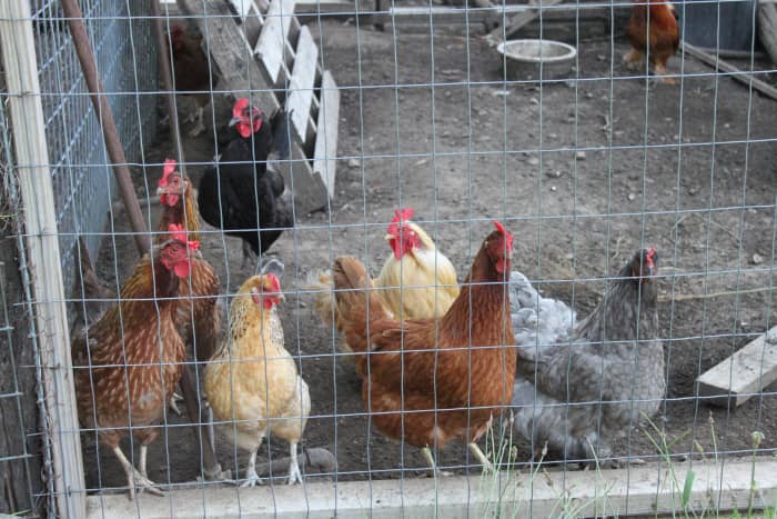 Sometimes chickens have to be kept confined for their own safety, or to maintain good relationships with the neighbors.