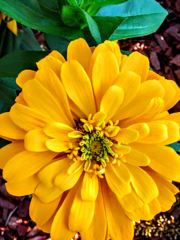 My Summer Zinnias LetterPile