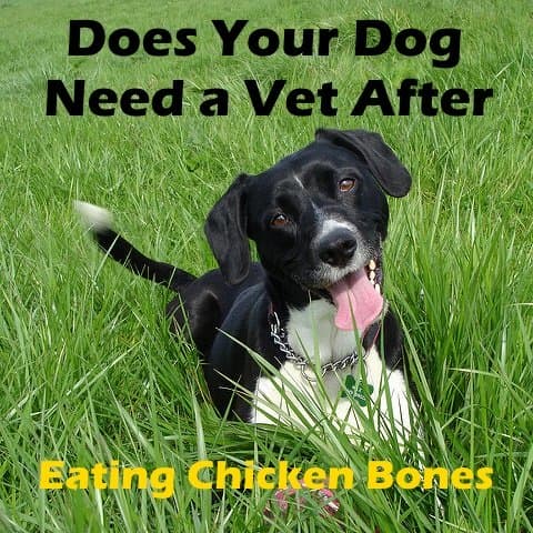 Does your dog need to go to the vet after eating chicken bones?