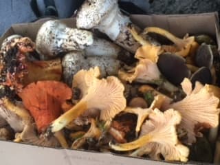 A variety of edible mushrooms I found after a successful day of foraging various spots in Western Oregon