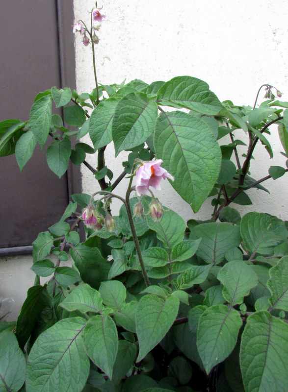 How to Sow, Plant and Grow Potatoes in Bags and Containers Dengarden