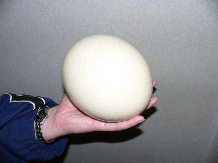 A hand holding an ostrich egg.