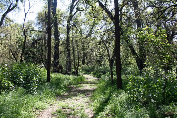 Caswell Memorial State Park features winding trails through stands of trees along the Stanislaus River.