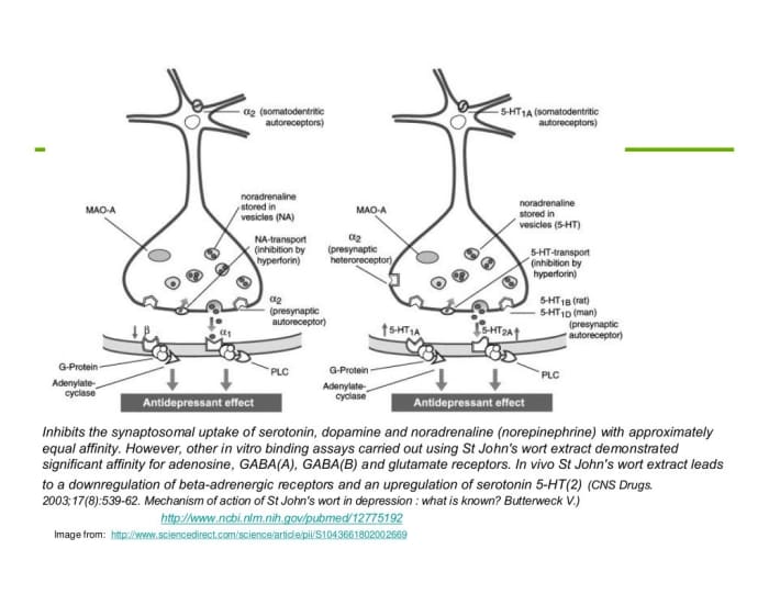 The mechanism of action of St John's Wort supplements shows equal efficacy in serotonin and other neurotransmitter re-uptake, leading to beneficial effects in treating low mood.
