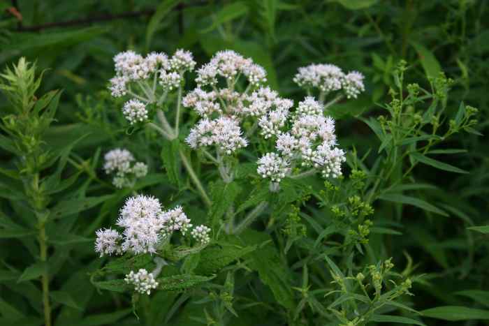 The name boneset derives from this herb's effectiveness at treating dengue fever. Dengue fever was also referred to as "breakbone fever."