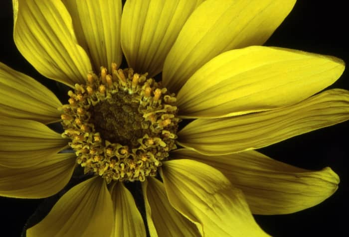 Arrowleaf Balsamroot is a flowering plant in the sunflower tribe. It grows commonly all over Canada and the Western United States.