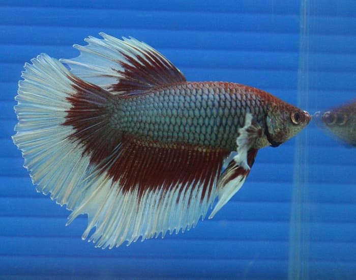 Betta fish may glass surf when they are stressed.