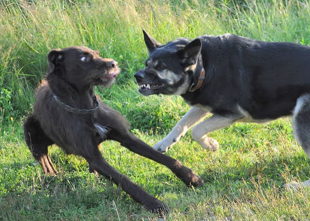 No matter how you decide to protect your dog, make your plan before taking your next walk.