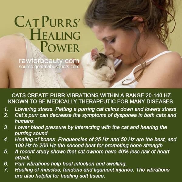 The Healing Power of the Cat - PetHelpful