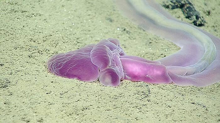 An acorn worm in the Mariana Trench