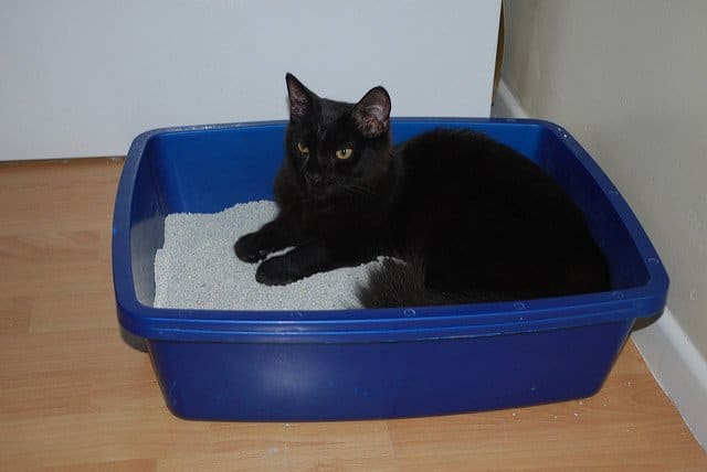 Most cats don't use their litter boxes as napping spots, though some nervous kitties find security in the tight quarters.