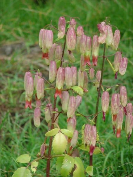 leaf-of-life-plant-suz-and-tell