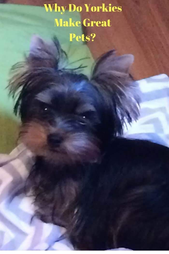 Do Yorkshire Terriers Make Great Pets? (12 Reasons to Own a Yorkie