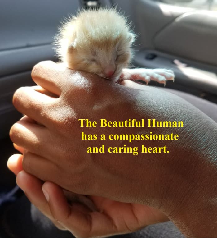 The Beautiful Human has a compassionate and caring heart. Teaching virtues to children is important in both the classroom and at home.