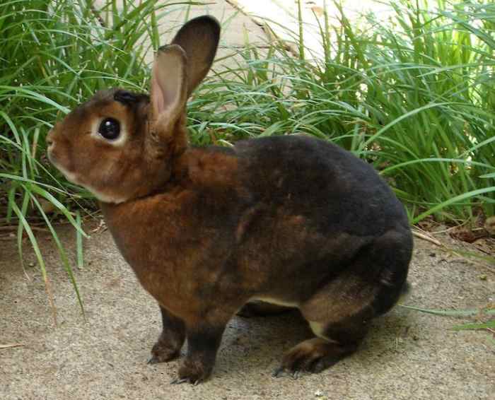 15 of the Best Pet Rabbit Breeds PetHelpful