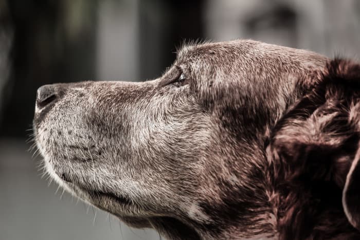 The loss of a pet can be devastating. If someone you know is grieving the loss of a furry friend, here are some thoughtful gift ideas to help her through her pain.