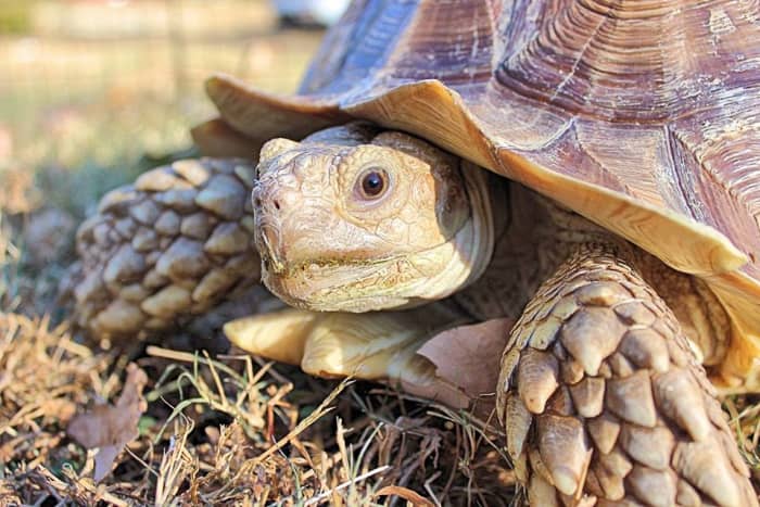 All About the African Sulcata Tortoise - Owlcation