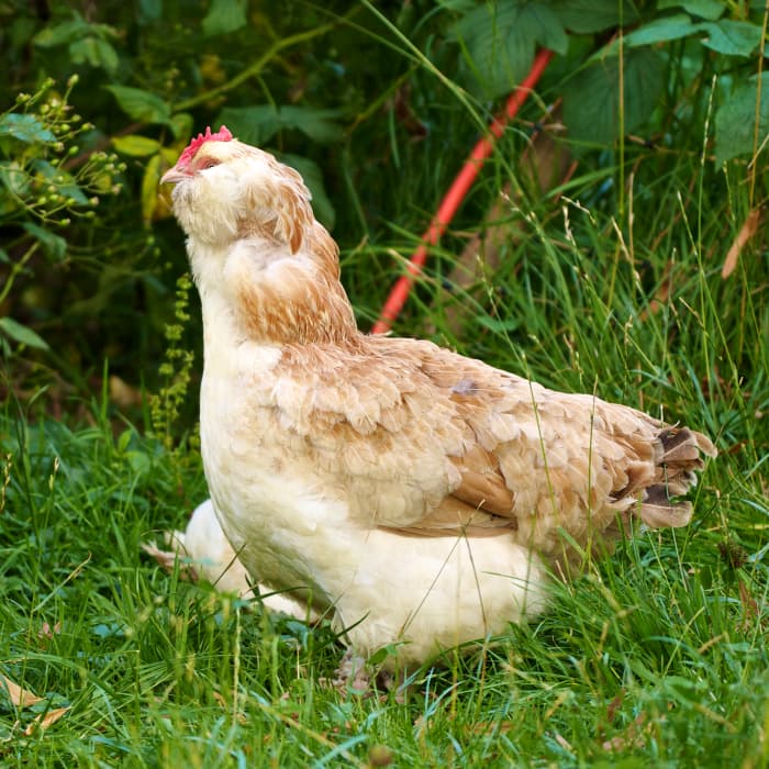 A domestic hen