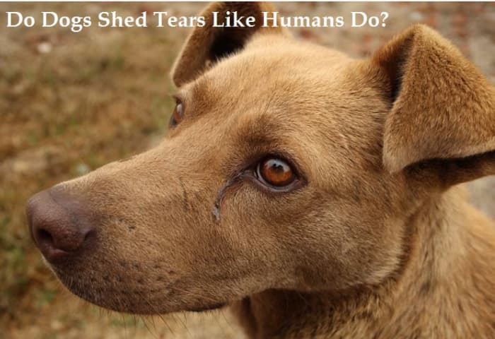 Can Dogs Cry Like Humans Do? - PetHelpful