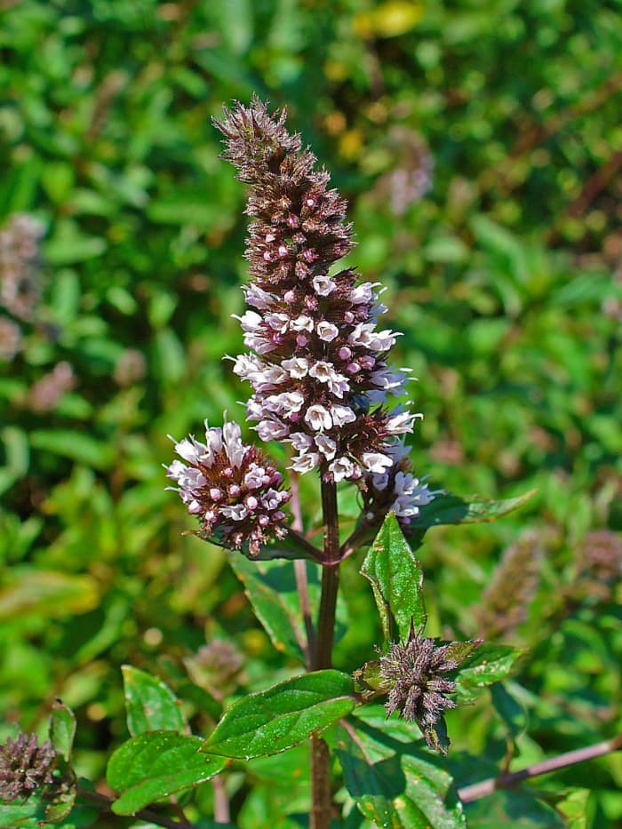 The oil that comes from peppermint can help relieve congestion that can bring on a snoring problem.