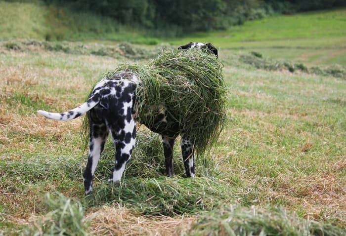 A Farm Camp is the most fun your dog will have outside.