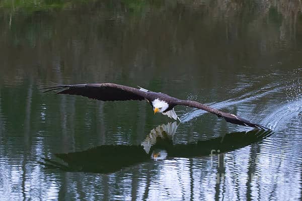 This bald eagle is close enough that its tail and wing are touching the water. Photo taken with telephoto zoom lens.