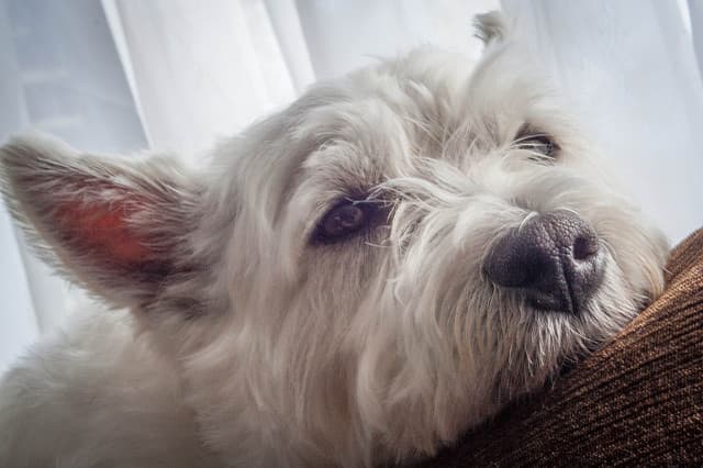 Many dogs sleep for most of the day when left alone; other dogs become sad.