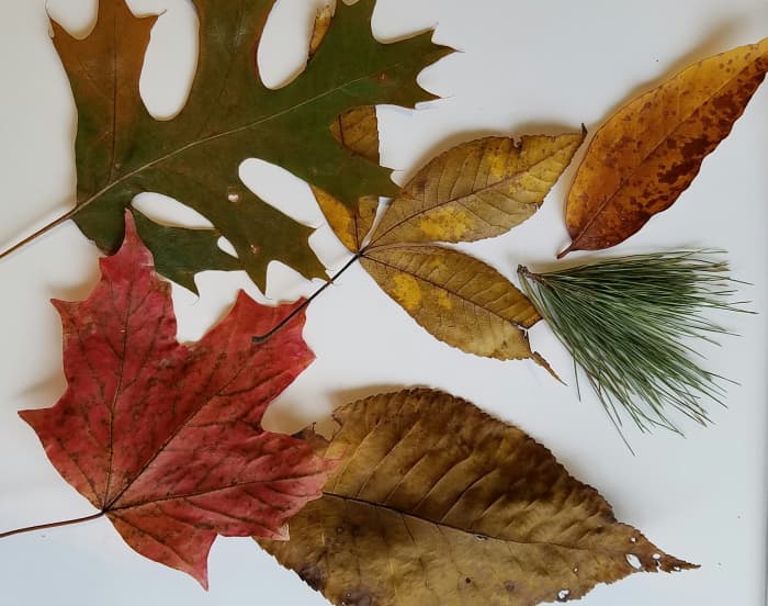 This collection of autumn foliage is colorful and diverse. We are enriched when each day of our lives is filled with color and diversity of experience.