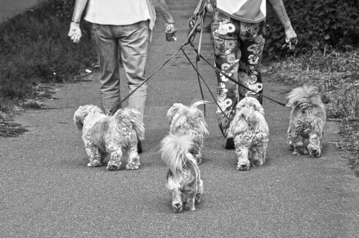 For pet lovers recovering from surgery, a dog-walking gift certificate that helps them manage their pet care routine safely is a thoughtful idea.