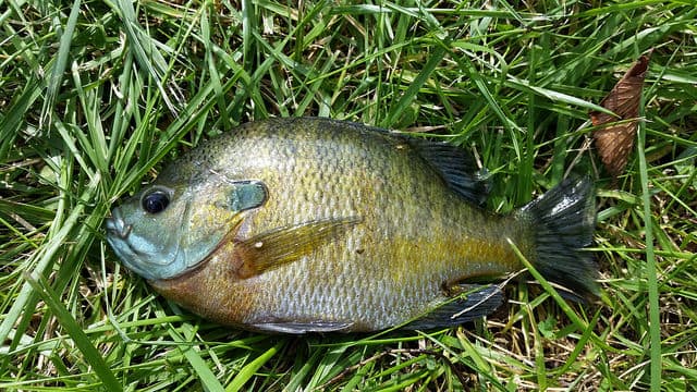 Bluegill caught in Hamilton, IL at Chaney Creek, which runs into the Mississippi River system