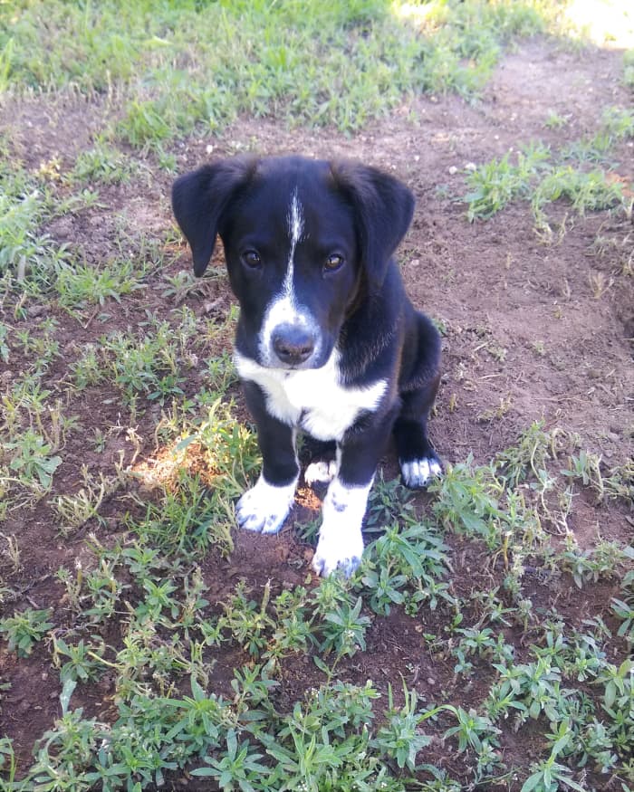 If you bring a new puppy home, be prepared for lots of outdoor potty training. And the possibility of them getting dirty while outdoors!