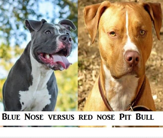 Facts About Blue Nose and Red Nose Pit Bulls - PetHelpful