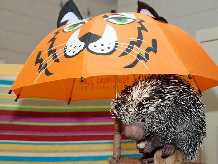 40 Rare and Unique Exotic Pets (2021 List) - PetHelpful