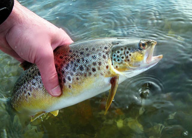 A gorgeous brown trout. Fishing ultralight gear, including unweighted lures and lighter fishing line, can help your presentation look much more realistic and lifelike as it moves through the water.
