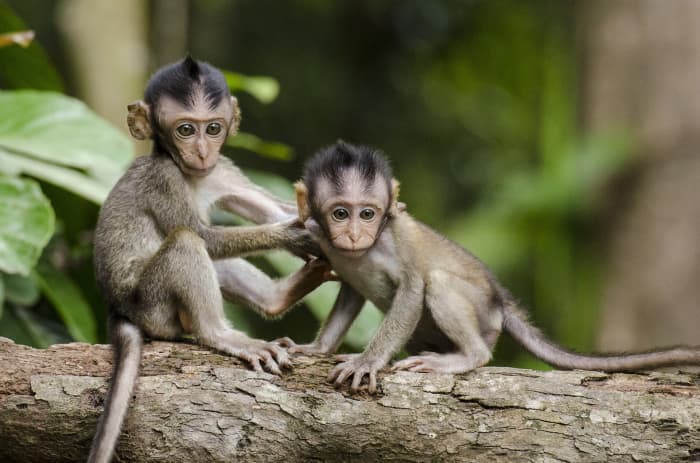 Animals around the world need our help. If you are in a generous mood and want to give something special to a friend, check out these gift ideas for people who love animals.