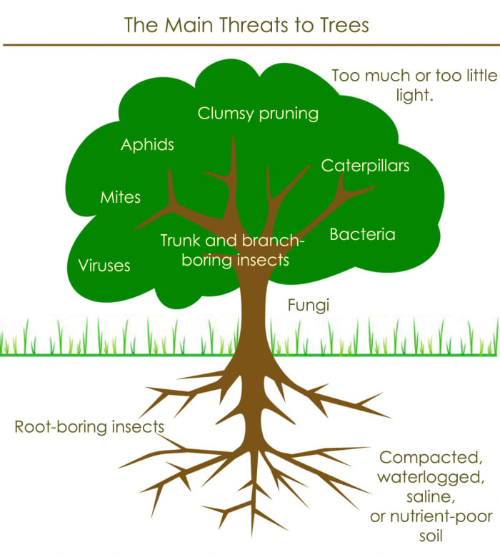 Why Do Trees Get Sick and Sometimes Die? Owlcation