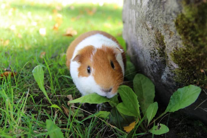 Weight loss in guinea pigs can be serious. See a vet and make dietary changes to helo your cavy regain lost weight gradually.