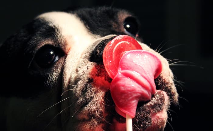 French bulldogs need a specific type of food to avoid common allergies, dietary sensitivities and more.