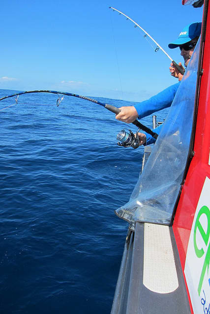 A well designed saltwater spinning reel has the line capacity, line pick-up, and drag to handle anything that swims. Any guesses what this guy is pulling up?