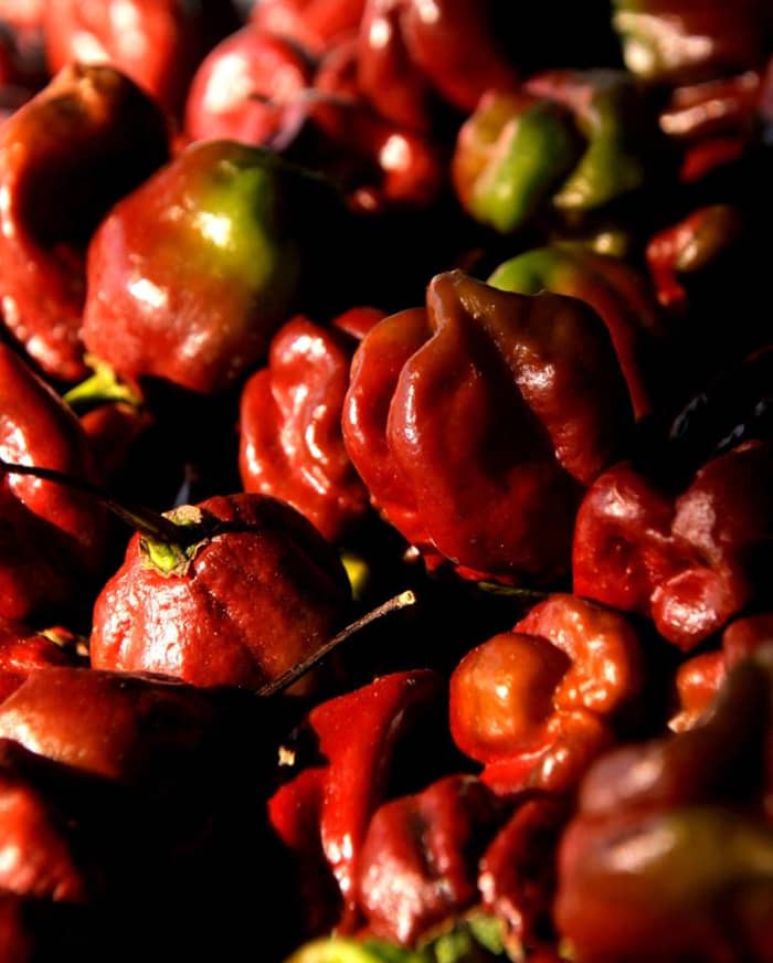 These Chocolate Habeneros are a color variation of the well known hot pepper.