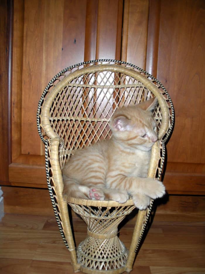 Wolfman was from our second batch of foster kittens. He was adopted by a lovely couple and is being thoroughly spoiled.